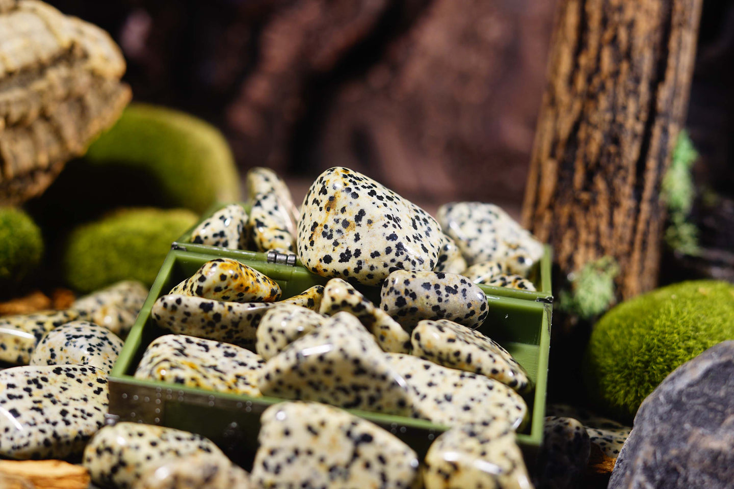 Dalmatian Jasper